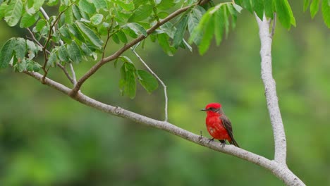 Male-scarlet-austral-vermilion-flycatcher,-pyrocephalus-rubinus-perching-on-a-swaying-tree-branch-against-green-forest-environment-on-a-windy-and-rainy-day,-fly-away-before-nightfall