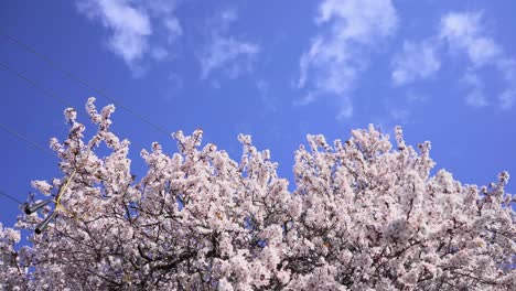 Cherry-tree-Blossom-blows-in-the-wind