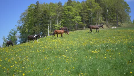 Slow-motion-shot-showing-herd-of-horses-grazing-on-growing-hill-with-trees-on-top-during-summer