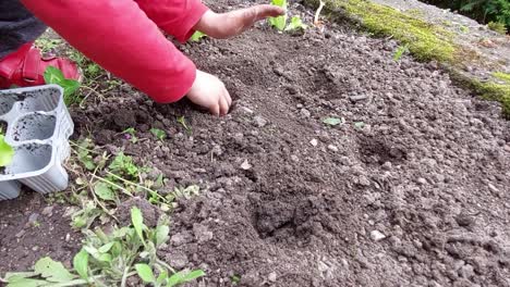 Boy-in-red-shirt-preparing-holes-in-soil-at-home-garden-for-planting-green-salad-and-chard-plants