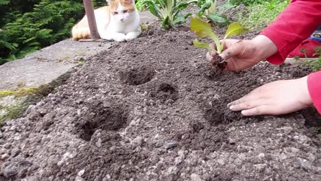 Orange-cat-watching-a-small-boy-planting-vegetables-at-home-garden