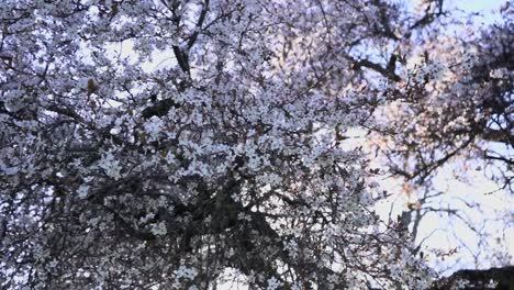 Zeitlupenschwenk-Mit-Kirschblüten