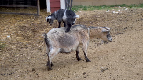 An-adorable-baby-goat-jumps-up-on-mother's-back