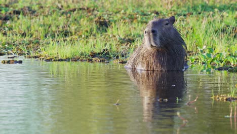 Cute-capybara,-hydrochoerus-hydrochaeris-having-a-relax-afternoon-bath,-chilling-in-the-river-surrounded-by-dense-vegetations-with-beautiful-glittering-sunlight-on-water-surface