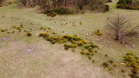 Aerial-rotating-shot-of-dried-field-in-the-town-of-Thetford-