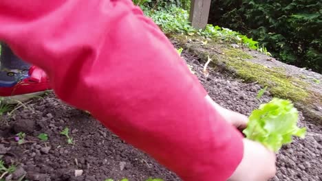 A-small-boy-in-a-red-shirt-plants-a-green-salad-plant-in-soil-at-a-home-garden,-learning-how-to-grow-vegetables