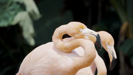 Grooming-flamingo-shows-its-highly-flexible-neck