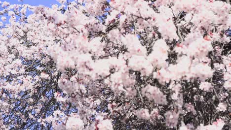 strong-breeze-blows-cherry-blossoms