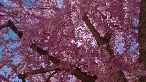 Treetop-of-a-flowering-Japanese-cherry-blossom-with-sun-peaking-through-the-leaves