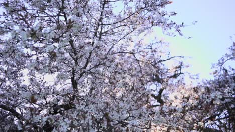 Kamera-Zeigte-Auf-Den-Himmel-Mit-Kirschblüten-Im-Vordergrund