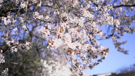 Cherry-tree-flowers-blow-on-branches-in-the-spring-breeze