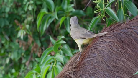 Yellow-little-cattle-tyrant,-machetornis-rixosa-riding-on-a-busy-foraging-capybara,-hydrochoerus-hydrochaeris,-coexisting-in-its-natural-habitat-in-a-peaceful-environment