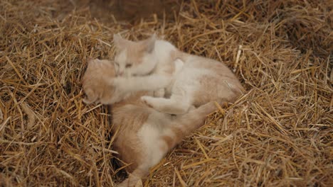 Playful-Ginger-Little-Kittens-On-The-Straw-At-The-Barn