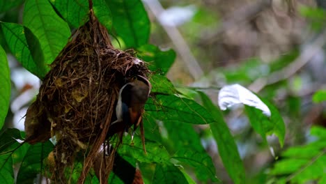 A-nest-swinging-then-the-bird-arrives-and-takes-away-a-fecal-sac-from-its-nestlings,-Silver-breasted-Broadbill,-Serilophus-lunatus,-Kaeng-Krachan-National-Park,-Thailand