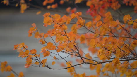 Orange-Leaves-on-Tree-by-the-Lake,-Autumn-Landscape-Scenery