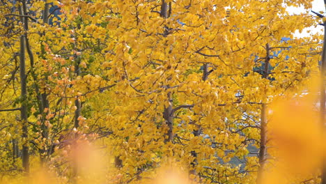Gelbe-Baumblätter-Am-Herbstgipfel,-Wald-In-Herbstfarben-In-Der-Amerikanischen-Landschaft