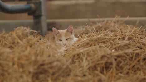 A-Cat-Grooming-Itself-While-Sitting-On-A-Hay-Inside-A-Farm