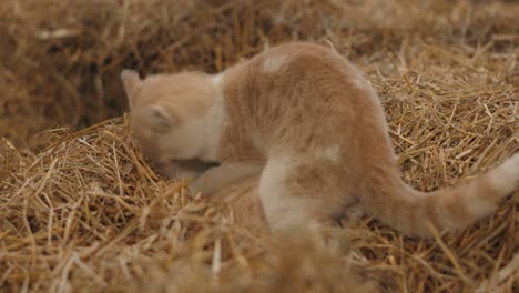 Two-Young-Cats-Playing-On-Top-Of-A-Hay-Grass-Within-The-Barn