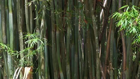 Mittlere-Aufnahme-Dicker-Bambuspflanzen-Mit-Dichtem-Blattwerk