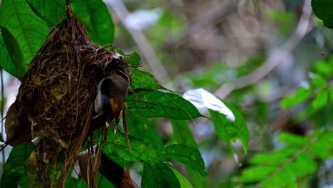 Ein-Nest,-Das-Unter-Dem-Schatten-Des-Waldes-Hängt,-Dann-Kommt-Der-Elternvogel-Zum-Füttern-Und-Fliegt-Davon,-Silberbrust-breitschnabel,-Serilophus-Lunatus,-Kaeng-krachan-nationalpark,-Thailand