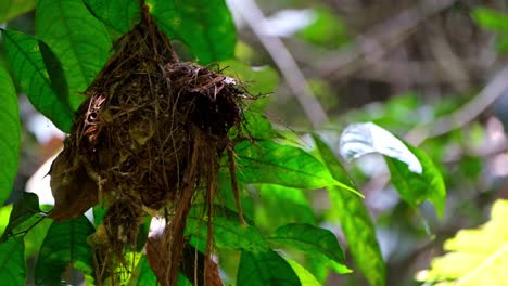 Seen-in-the-dark-of-the-forest-hanging-on-its-nest-then-flies-away,-Silver-breasted-Broadbill,-Serilophus-lunatus,-Kaeng-Krachan-National-Park,-Thailand