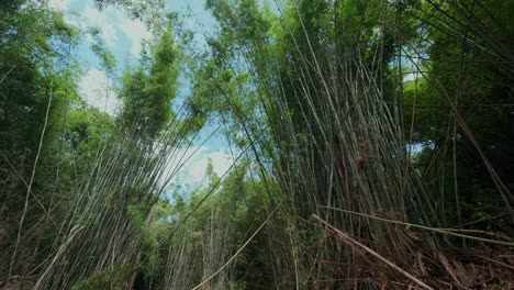 wide-angle-pan-tilt-down-shot-of-Bamboo-forest-with-dense-foliage-and-blue-sky