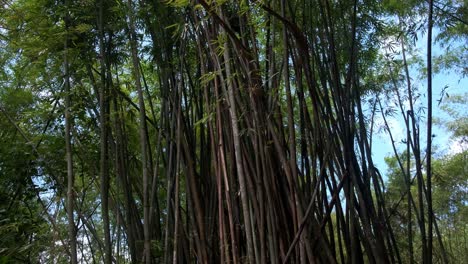 Weit-Nach-Unten-Geneigter-Schuss-Von-Bambuspflanzen-Mit-Dichtem-Laub