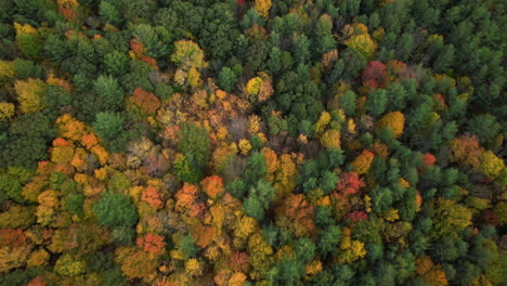 Colorful-Forest,-Vivid-Autumn-Foliage-Colors,-Top-Down-Drone-Aerial-View