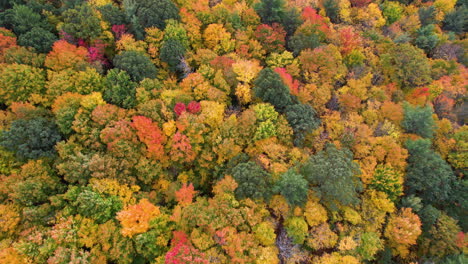 Birds-Eye-Aerial-View-of-Fairy-Tale-Autumn-Landscape,-Vivid-Dense-Forest-Colors,-Top-Down-Drone-Shot