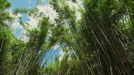 wide-angle-tilt-down-footage-of-Bamboo-plants-with-dense-foliage