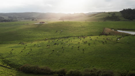 Aerial-over-idyllic-green-cow-pasture-landscape-with-golden-morning-sunlight