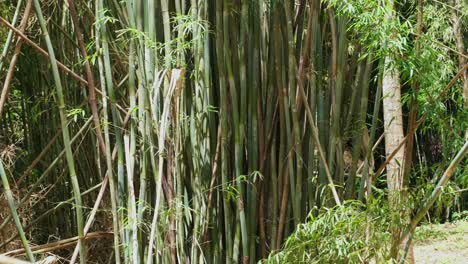 Weitwinkelaufnahmen-Von-Bambuspflanzen-Mit-Dichtem-Blattwerk