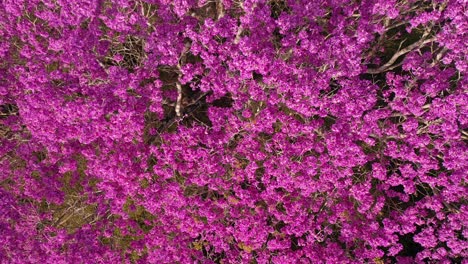 aerial-view-of-purple-ipe-tree,-noble-wood,-flowering,-flowers