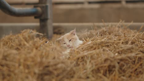 Cute-Kitten-Licking-And-Grooming-Itself-In-A-Barn