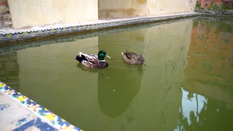 Ducks-swimming-inside-public-pond-in-slow-motion