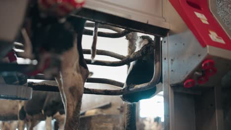 Cow-With-Milking-Machine,-Domestic-Animal-In-Stall---close-up