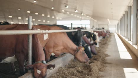 Herd-Of-Cows-Eating-Hay-In-Cowshed-On-Dairy-Farm---rack-focus