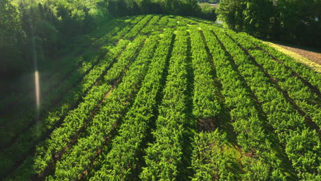 Rising-aerial-of-fruit-tree-rows-in-golden-hour-light