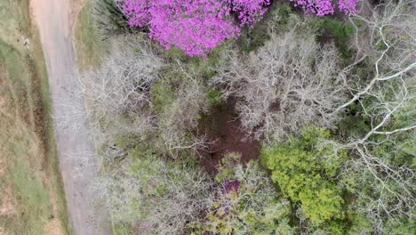 aerial-view-of-purple-ipe-tree,-noble-wood,-flowering,-flowers