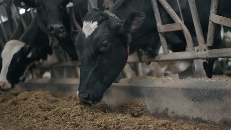 Closeup-Of-Dairy-Cows-Eating-Hay-In-The-Barn---slow-motion
