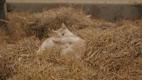 Pair-Of-Young-Kittens-Lying-On-The-Straw-While-Playfully-Biting-Each-Other