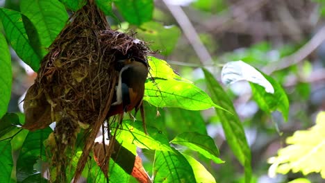 A-parent-bird-hanging-on-the-nest-then-flies-downwards-to-go-away,-Silver-breasted-Broadbill,-Serilophus-lunatus,-Kaeng-Krachan-National-Park,-Thailand
