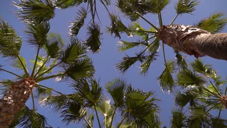 Looking-up-at-many-palm-trees-against-blue-sky