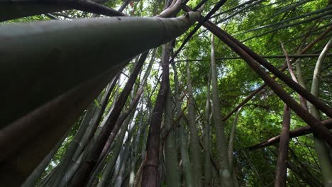 Weitwinkelaufnahmen-Von-Hohen-Bambuspflanzen-Mit-Dichtem-Blattwerk