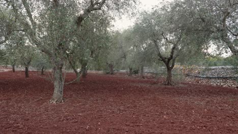 Olive-trees-on-plantation-in-Sicily,-Italy-with-red-soil