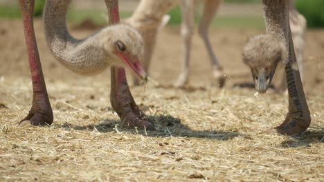 Common-Ostriches-Pecking-Food-On-The-Ground-At-Anseong-Farm-Land-In-Gyeonggi-do,-South-Korea