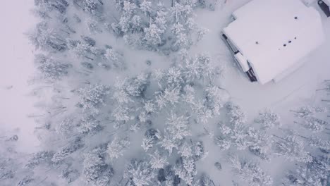 Top-down-drone-aerial-pull-up-of-snowy-pine-forest-with-cabin,-taiga-tundra-Finland-neighborhood