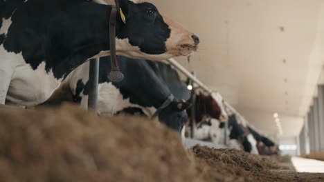 Cows-Eating-In-A-Cow-Shed---selective-focus