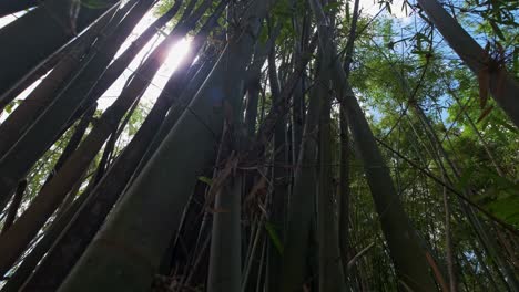 Weitwinkelaufnahmen-Von-Bambuspflanzen-Mit-Dichtem-Blattwerk-Und-Sonneneruptionen