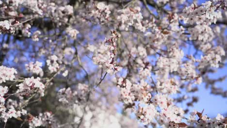 Kirschbaumblumen-Wiegen-Sich-Von-Einem-Starken-Windstoß